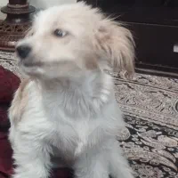 سگ نژاد اشپیتز