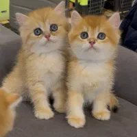 گربه بریتیش گلد ny11 و رنگهای دیگه