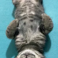 بچه گربه