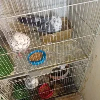 کفتر پرشی به شرط درجه 1