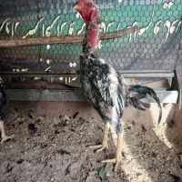خروس لاری