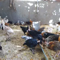 جوجه مرغ،خروس محلی وبوقلمون