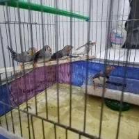 جفت فنچ بالغ
