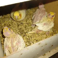 جوجه عروس هلندی سرلاکی