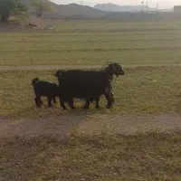 بز دو قلو زا سر و پستون دار