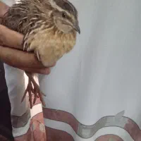 ۳ عدد بلدرچین جوان