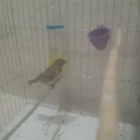 گلبسر مست مست