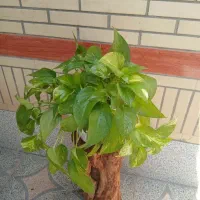 گل طبیعی