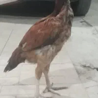 جوجه سه ماهه لاری