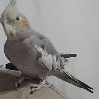 عروس هلندی