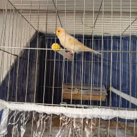 قناری موزاییکی نر و آماده