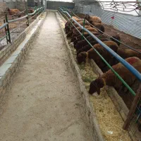 میش آبستن هترو جوان چند قلوزا