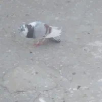 کبوتر