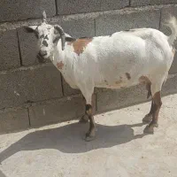 فوری قیمت اخرش 20
