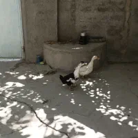 نرو و ماده تخگذار