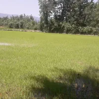 بذر اماده نشا هاشمی و فجر