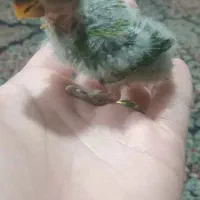 جوجه کوتوله سرلاکی