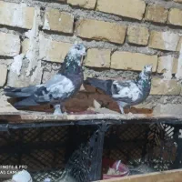 چند جفت کبوتر پرشی شمرونی
