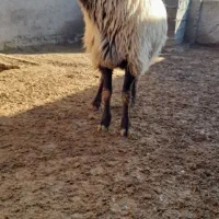 گوسفند|حیوانات مزرعه|قوچان, |دیوار