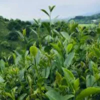 چای ممتاز بهاره گیلان
