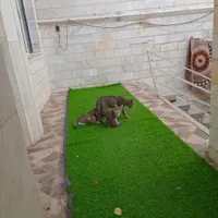گربه
