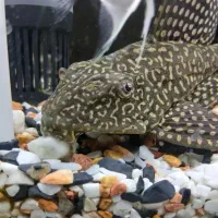 لجن خوار و ماسه کف آکواریوم