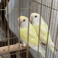 طوطی برزیلی جفت بچه