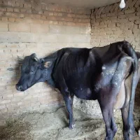 فروش گاو گوساله