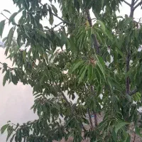 مسکونی-ویلایی-نوساز-خان-زنیان