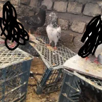 ۲ عدد کبوتر ماده