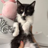 بچه گربه نر ۲ ماهه بریتیش با شناسنامه