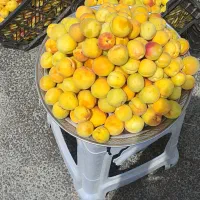 زردآلو درجه 1تازه چین کیلو 200