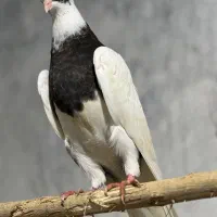 ۴ عدد  جوجه کفتر کفتربازی یه گنجه کفتر