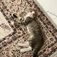 واگذاری رایگان گربه دو ماهه