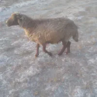 گوسفند