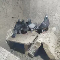کبوتر|پرنده|بزمان, |دیوار