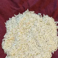 برنج ایرانی استانه اشرفیه