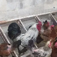 خروس جوان چاق