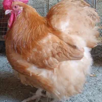 جوجه زینتی تزئینی انگلیسی سنگین وزن (اورپینگتون )