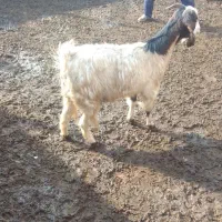 بز غاله دورگ پاکستانی