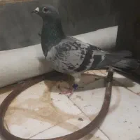 کبوتر افغان مسافتی و شازده
