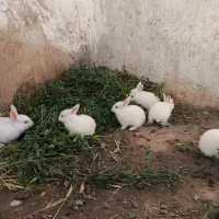 بچه خرگوش