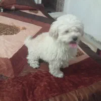 واگذاری حیوان ماده