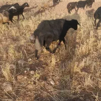 فروش قوچ