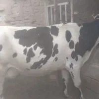 گاو