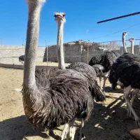 شترمرغ پرواری
