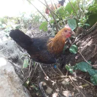 مرغ وخروس محلی وگلین
