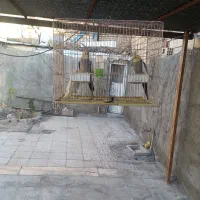 عروس هلندی سه عدد