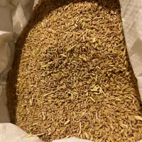 گندم دیم