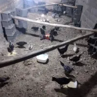 جوجه گیلین 5ماهه اردک 3ماه به بالا قوغاز4تا